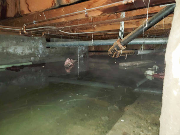 Best Water damage restoration mold remediation  in Au Sable, MI
